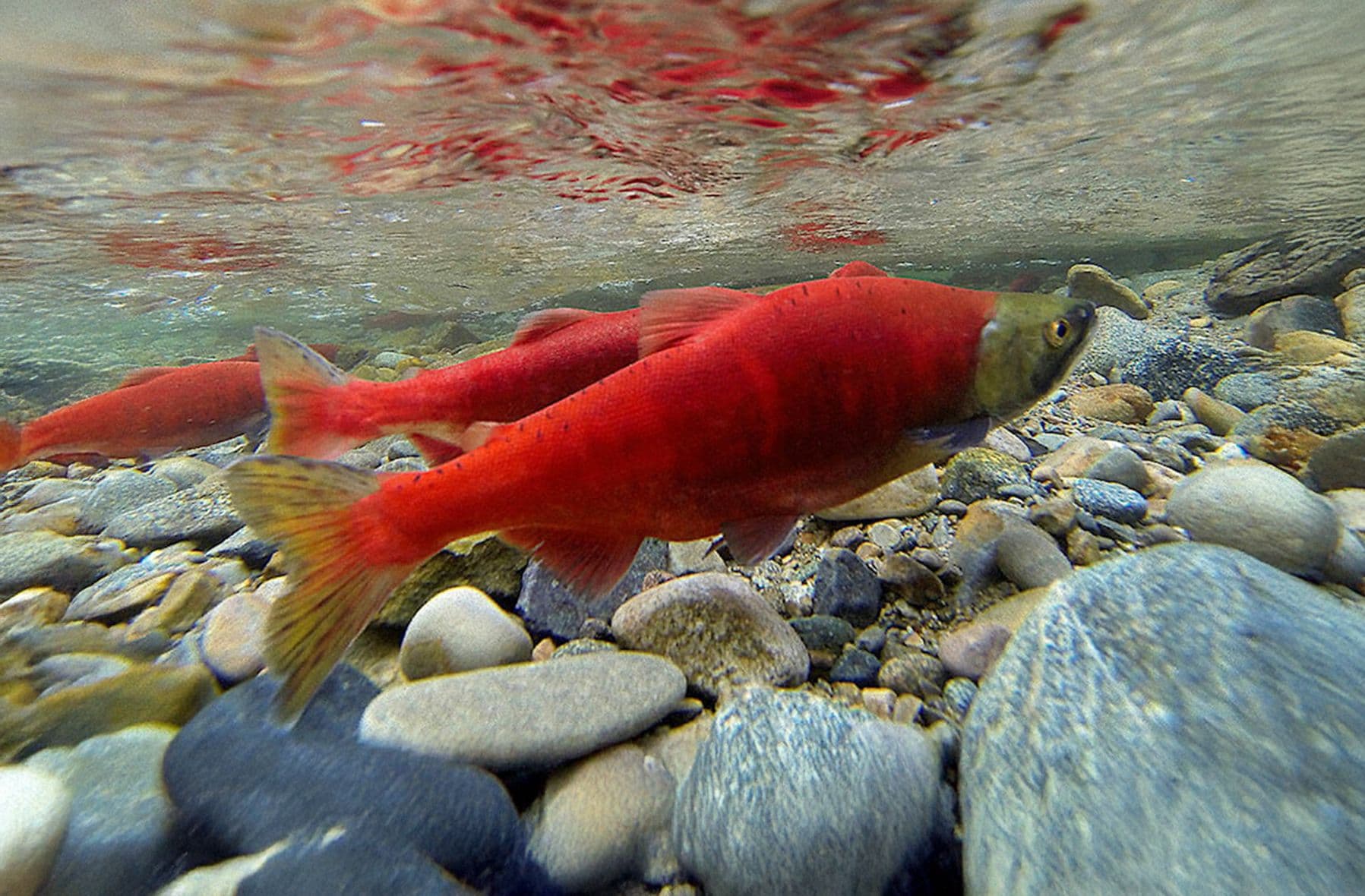 Sockeye salmon swimming upstream in shallow water over river stones, emphasizing the importance of protecting fish habitat zones during dock construction.